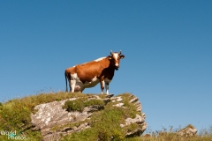 2010 - Col du Pillon