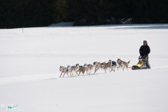 2012 - International Dog Sleigh Race (Les Mosses)