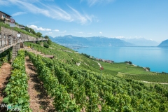 2015 - Lavaux