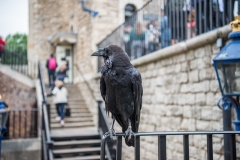 DSC_1545